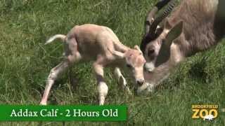 Addax Calf Born at Brookfield Zoo [upl. by Nahtanhoj]