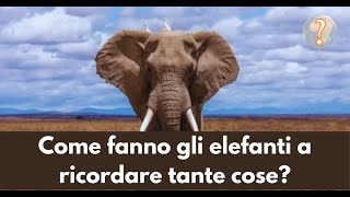 Come fanno gli elefanti a ricordare così tante cose [upl. by Hector]