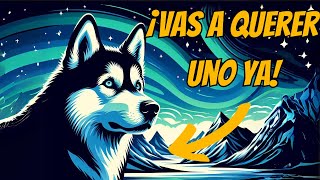 Los 5 Datos Más Fascinantes del Husky Siberiano que Te Pondrán los Pelos de Punta 🐕❤️ [upl. by Novihc561]