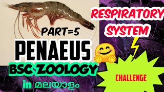 BSC ZOOLOGYPENAEUSRESPIRATORY SYSTEMPART5in മലയാളം [upl. by Farrel]