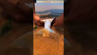 Strong wind Last Night took a hammer fish On the beach viralvideo respect [upl. by Wheeler]