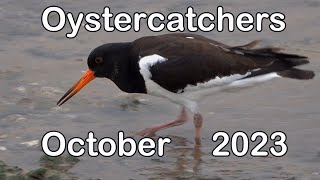 Oystercatchers  2023 [upl. by Mishaan553]