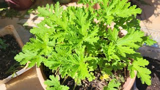 how to propagate citronella plants by cutting [upl. by Bekaj]