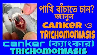 Birds Common Disease  CankerTrichomonasis V31 [upl. by Airamasor]