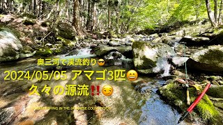 2024 0505 奥三河で渓流釣り😎 アマゴ3匹😄久々の源流‼️😏 Stream Fishing in the Japanese countryside [upl. by Ney364]