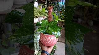 Mini money plant 🌿decoration 🪴moneyplant shorts plants [upl. by Adlai563]