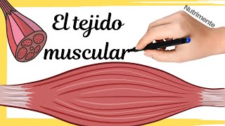 El TEJIDO MUSCULAR [upl. by Redep]