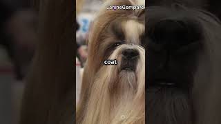 Shih Tzu vs Lhasa Apso Which Small Breed is Right for You [upl. by Othilia]