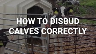 How to disbud calves correctly [upl. by Lello]