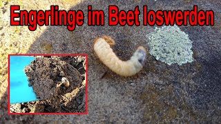 Engerlinge im Beet bekämpfen und im Garten loswerden [upl. by Wendin]