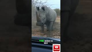 Rhino Charges Car in Kruger National Park [upl. by Deeas]