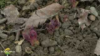 Dicentra spectabilis propagazione [upl. by Bird]