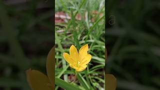 Yellow lily  Zephyranthes citrina plant [upl. by Aimik]