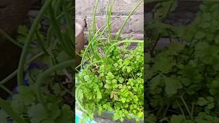 Coriander planting at home ☘️ Chives planting at home [upl. by Niltag644]