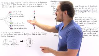 Genes Alleles and Loci on Chromosomes [upl. by Ailaza]