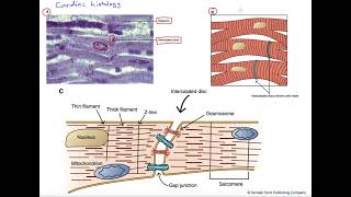 Cardiac muscle histology [upl. by Ashien5]