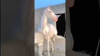 See This Astonishing Horse Before Its Too Late shorts horse [upl. by Irrehc]