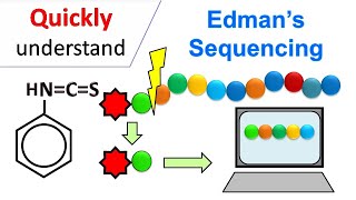 Edman degradation  Edman Sequencing [upl. by Cleon]