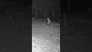 Yearling Whitetail Deer Finally Get Brave Enough To Come In To Eat Trail Camera deer whitetail [upl. by Kutzer]