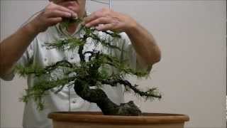 Demo op een Yamadori Larix decidua 1 [upl. by Aloibaf]