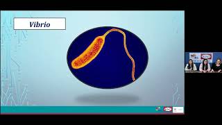 Generalidades Aeromonas Vibrio y Plesiomonas [upl. by Lucchesi]