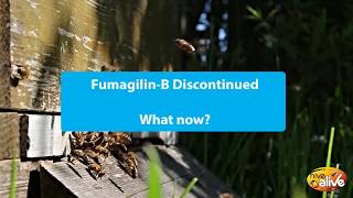 Fumagilin discontinued  try HiveAlive [upl. by Akkin600]