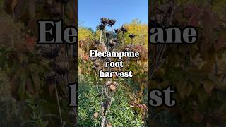 Elecampane is a must have for temperate gardeners Plant it now herbalmedicine herbgarden [upl. by Holt875]