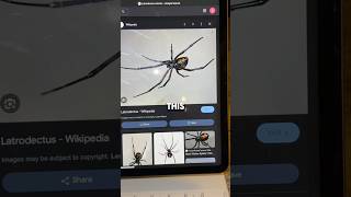 BUYING A BLACK WIDOW SPIDER ONLINE🕷️ shorts [upl. by Clite766]