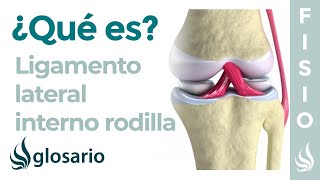 Ligamento LATERAL INTERNO de la RODILLA  Qué es ubicación función y lesiones [upl. by Alyss]