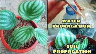 HOW TO PROPAGATE WATERMELON PEPEROMIA [upl. by Eintruok]