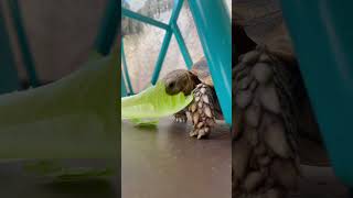 Captain Crunch tortoise dayinthelife crunchy captain asmrsounds sulcata snacks cute munch [upl. by Aihtnic641]