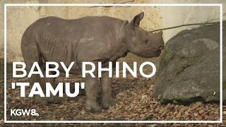 Meet Tamu the Oregon Zoos new baby rhino  Drew at the Zoo [upl. by Llekcor]