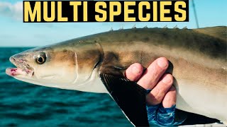 Captiva Island Cobia Fishing With REEL ANIMALS [upl. by Thais]