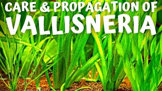 Vallisneria Care Guide One of the EASIEST Aquarium Plants to Grow [upl. by Oicnedif]