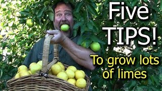 5 Tips How to Grow a Ton of Limes on One Tree  Totally Organic [upl. by Norrahc]