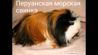 Породы морских свинок🐹 Breeds of guinea pigs [upl. by Petrina]