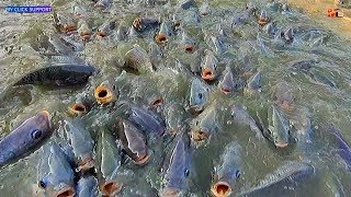 Tilapia Farm Business Management and Economics in India  Monosex Tilapia Culture in Pond [upl. by Analla]