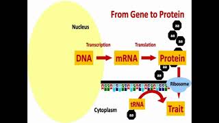 From DNA to Protein [upl. by Ignacio]