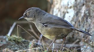 Whitebrowed Scrubwren Birds of Australia [upl. by Imuya]