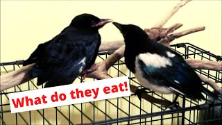 What do crows and magpies eat [upl. by Hyacinthia]