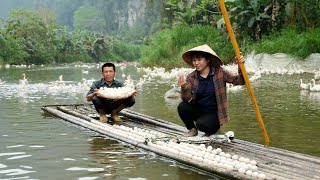 FULL VIDEO harvesting 2000 duck eggs with dad  cook farm life [upl. by Grefe465]