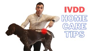 IVDD in Dogs  How you can provide relief for your dog [upl. by Kilgore]