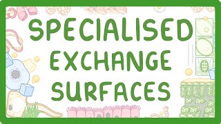 GCSE Biology  Specialised Exchange Surfaces [upl. by Allisirp110]