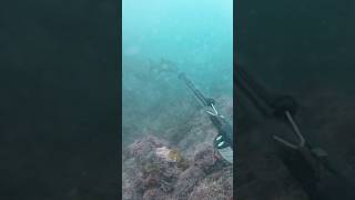 Spearfishing galjoen fishing ocean hunting adventure catch southafrica [upl. by Sualkcin]