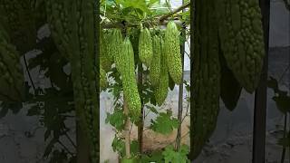 How to Grow Bitter Gourd Plant at Home plants farming shorts [upl. by Nyroc]