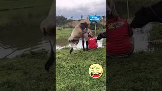 Amazing funny video🤣🤣trending youtubeshortsviralvideo funnyfunnyvideo facebook funny funny [upl. by Chara]