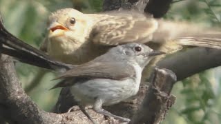 Big Baby Cowbird Fed By Little Parent Gnatcatcher [upl. by Gilliette15]