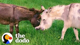 Donkey Loses The Love Of His Life — Then Finds Someone Special  The Dodo [upl. by Ytirehc]