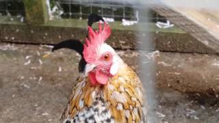 Dutch bantam cockerel crowing [upl. by Cleodal]