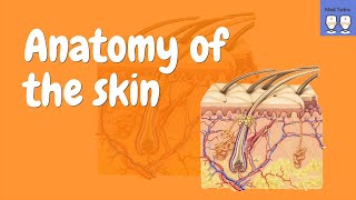 Anatomy of the Skin Epidermis Dermis Hypodermis [upl. by Burch]